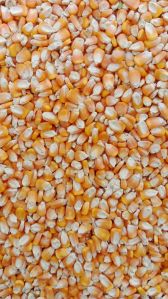All Grade Maize Seeds