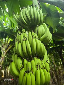 Organic Fresh Green Banana