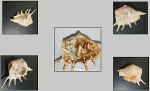 Conch Shell Panchmukhi Shankh