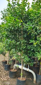 Hybrid Spanish Cherry Fruit Plants