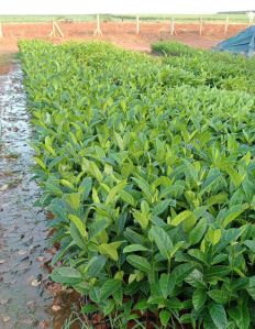 12 Inch Jackfruit Plants