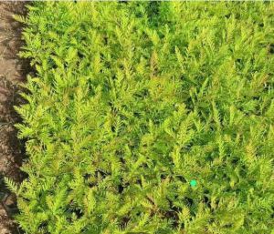Natural Silver Oak Plant