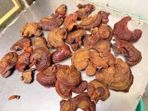 Dry Ganoderma Mushroom