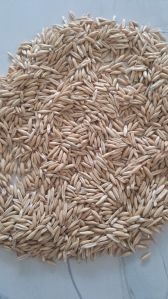 Oats for Horse Feed