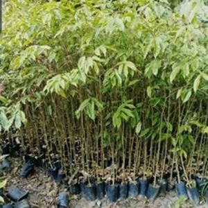 Agarwood Contract Farming