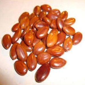 Amaltas Seeds