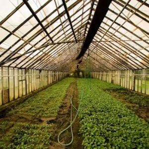 Aromatic Cultivation Training