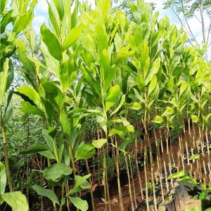 Australian Teak Contract Farming