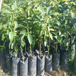 Avocado Contract Farming