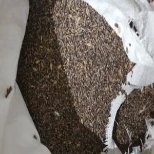 Black Wheat Seeds