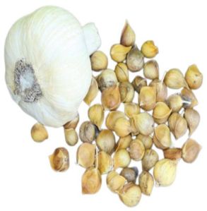 Garlic Seeds