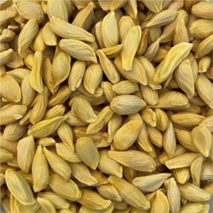 Lemon Seeds