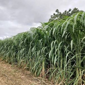 Napier Contract Farming