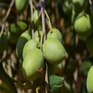 Olive Contract Farming