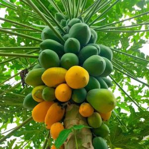 Red Lady Papaya Plant