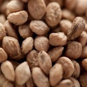Sarpagandha Seeds
