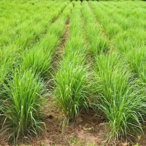 Shatavari Contract Farming