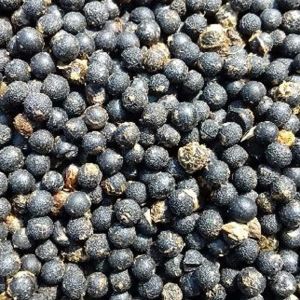 Shatavari Seeds