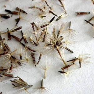 Stevia Seeds