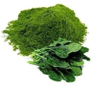 Spinach Powder