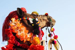 Desert Majesty Decorated Camel Digital Landscape Painting