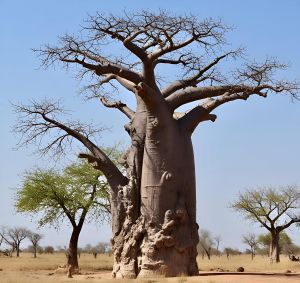 Majestic Baobab Tree Digital Landscape Wall Art Painting