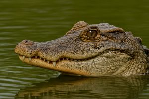 Majestic Crocodile Head Realistic Canvas Painting