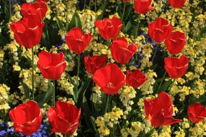 Radiant Red Tulip Digital Wall Art Painting