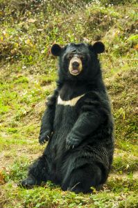 Sitting Asiatic Black Bear Nature Digital Canvas Painting