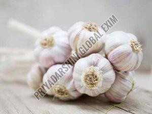 Fresh G50 Garlic