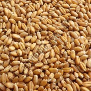 Indian Wheat Grain