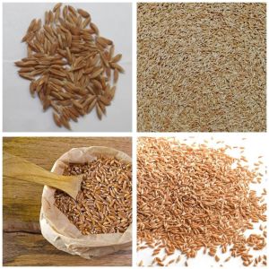 Khapli Wheat Grain