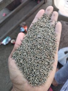 Singapore 99 Cumin Seed