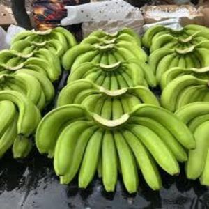 Cavendish Bananas