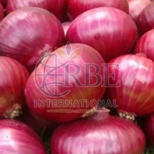 Fresh Big Red Onion