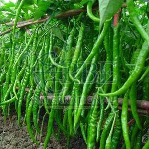 Fresh Hybrid Green Chilli