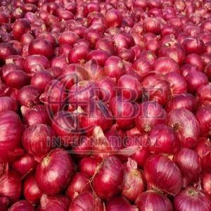 Fresh Nashik Red Onion