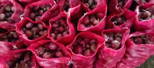Indian Red Onion