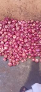 Indian Red Onion