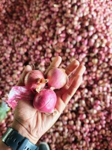 Onion