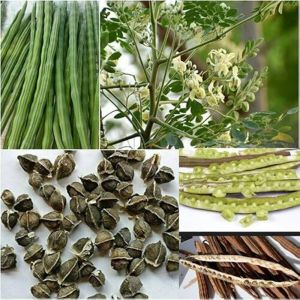 Moringa Oleifera Seeds