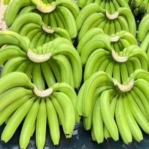 A Grade G9 Cavendish Banana