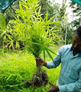 Alkaline Soil Green Tulda Bamboo Plant