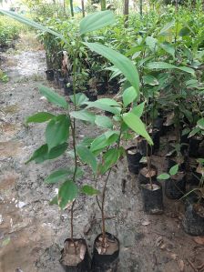 Fresh Green Bay Leaf Plant