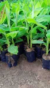 Full Sun Exposure G9 Banana Plant