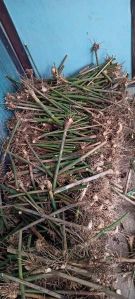 Full Sun Exposure Green Bamboo Plant