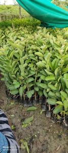 Full Sun Exposure Guava Grafted Plant