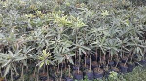 Full Sun Exposure Mango Plant