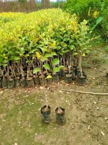 Full Sun Exposure Thai Green Apple Ber Plant