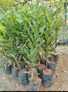 Green Macadamia Nut Plant